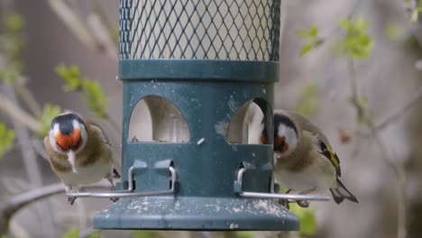 Stieglitz-Bunte-Vögel-Auf-Gartenfutterhäuschen