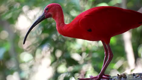 Scarlet-ibis-bird-in-jungle---SLOW-MOTION