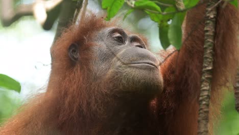 Sumatran-orangutan-,-wild-adult-female-looking-around-the-forest-canopy
