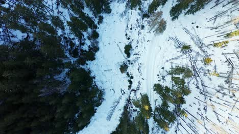 Above-snow-covered-creek-in-valley-amidst-pine-tree-forest,-aerial