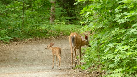 A-doe,-a-female-deer,-with-her-young-fawn-in-Ontario,-Canada,-tracking-medium-shot