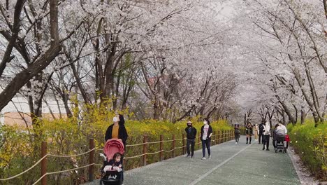 Amazing-slow-motion-shot-of-people-walking-in-park-under-blossoming-cherry-petals-flying-from-trees
