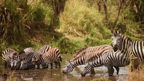 Manada-De-Cebras-De-Grant-Bebiendo-Agua,-Serengeti,-Tanzania,-Tiro-Medio