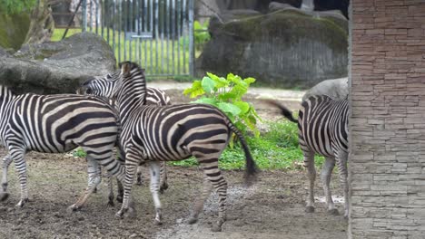Un-Grupo-De-Cebras,-Un-Celo-En-El-Santuario-De-Animales-Salvajes-Del-Zoológico