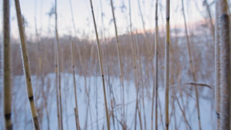 POV-close-up-motion-through-frozen-reeds-in-snowy-winter-landscape