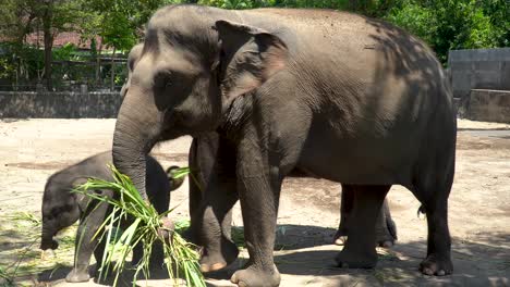 Sumatra-Elefantenfamilie-Mit-Kalb-Im-Zoo-Von-Yogyakarta-Frisst-Gras