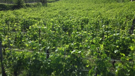 Weinberge,-Landwirtschaftlicher-Anbau,-Weinproduktion-Auf-Dem-Land-In-Barolo,-Langhe