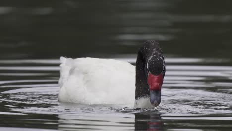 Close-up-of-a-black-necked-swan-floating-on-a-pond-while-sinking-underwater-looking-for-food