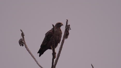 Drachen-Raubvogel-Auf-Einem-Zweig-Im-Pantanal