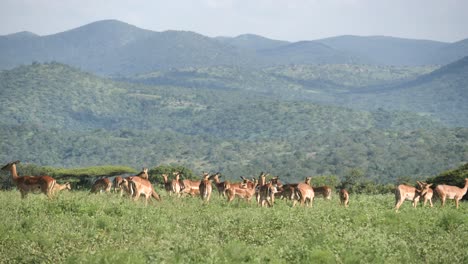 La-Manada-De-Impala-Pasta-En-La-Hierba-Con-Fondo-Verde-De-Montaña-En-Sudáfrica