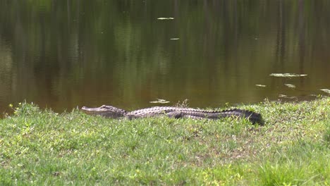 Large-alligator-rests-in-grass-near-Florida-pond