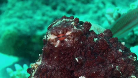 Close-up-shot-of-Octopus-eye