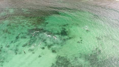 Delphine-Spielen-Im-Wasser-In-Der-Nähe-Eines-Felsigen-Strandes-In-Südaustralien