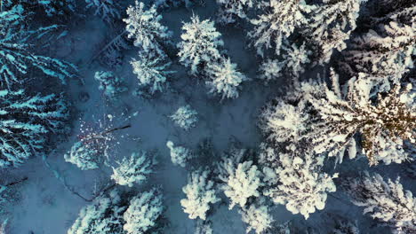 Snow-topped-fir-tree-forest-in-winter,-long-shot-aerial-drone