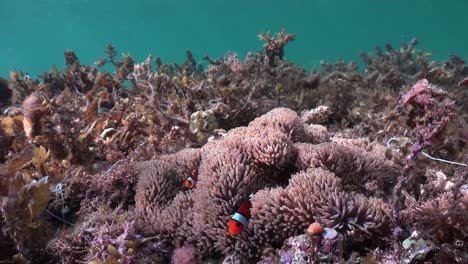 Clownfish-swimming-in-sea-anemone-surrounded-by-sea-grass,-wide-angle-shot