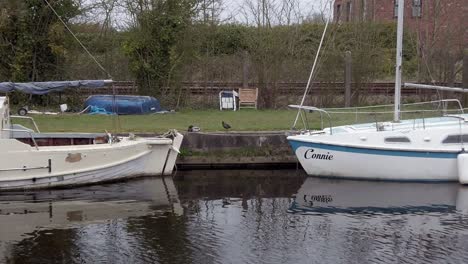 Small-white-sailboats-moored-on-narrow-rural-countryside-canal-marina