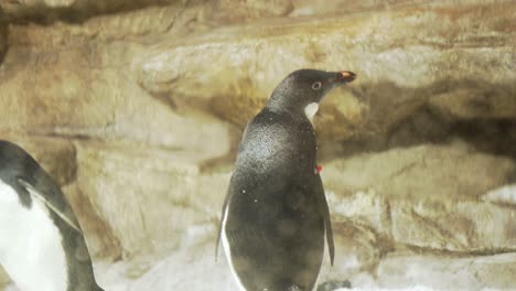 Pingüinos-Adelia-En-El-Hábitat-Del-Zoológico.