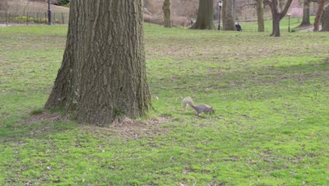 Squirrel-on-meadow-at-Central-Park,-New-York
