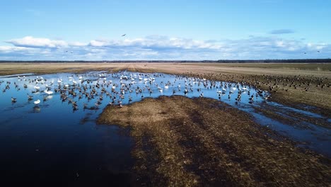 Aerial-flytrough-view-of-large-flock-of-bean-goose-resting,-flooded-agricultural-field,-sunny-spring-day,-wide-angle-drone-shot-moving-forward