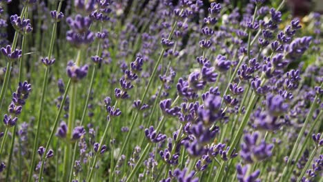 Mittlere-Aufnahme-Einer-Lavendelpflanze,-Die-Sich-Langsam-Im-Wind-Wiegt
