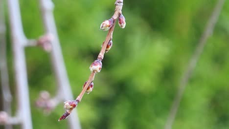 Closeup-of-budding-cherry-blossom-tree-branch-twig-in-spring-buds