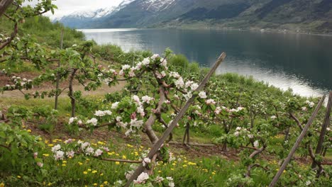 Temporada-De-Floración-Del-Cultivo-De-Manzanos-En-Hardanger-Ullensvang-Noruega