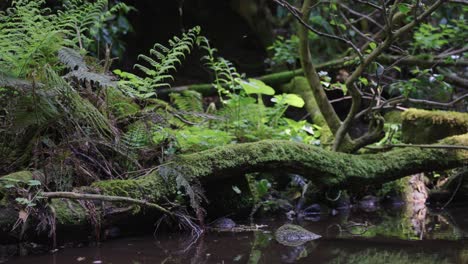 Mossy-forest-stream-in-Daisen,-Tottori-Japan