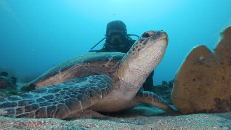 Ein-Taucher,-Der-An-Einem-Citizen-Science-Projekt-Teilnimmt,-Beobachtet-Eine-Ruhende-Meeresschildkröte-Und-Zeichnet-Unter-Wasser-Informationen-Auf-Einer-Schiefertafel-Auf