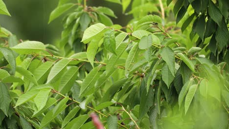 Grüne-Kirschbaumblätter,-Die-Bei-Regnerischem-Wetter-Vom-Wind-Verweht-Werden