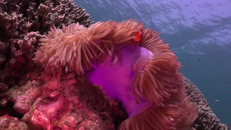 Clownfish-swimming-in-purple-sea-anemone-on-tropical-coral-reef,-wide-angle-shot