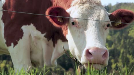 Cattle-grazing-on-grass,-close-up-view-of-face-following-the-camera