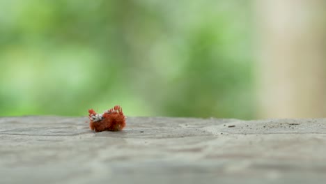 Red-Caterpillar-animal-crawling-slowly-on-wooden-table-in-wilderness
