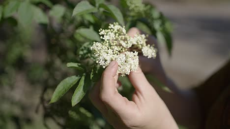 Woman's-hands-touching-fresh-elderflowers---close-up