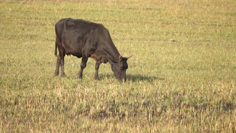 Black-cow-with-horns-grazing-on-grass-in-an-open-field,-full-length-shot