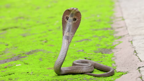 Wide-Shot-Dangerous-Indian-spectacled-Cobra-Snake-venomous-with-its-hood-out-to-strike-on-green-isolated