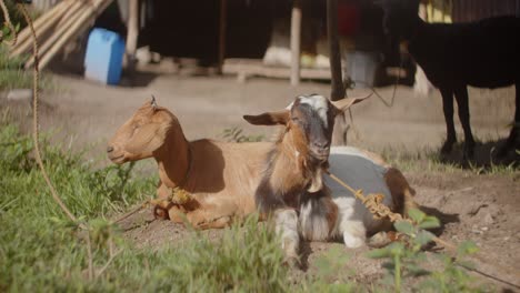 two-goats-under-the-sunshine