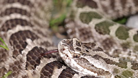 Close-up-massasauga-rattle-snake-tongue-flicking-the-air