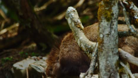 A-chamois-is-looking-straight-into-the-camera