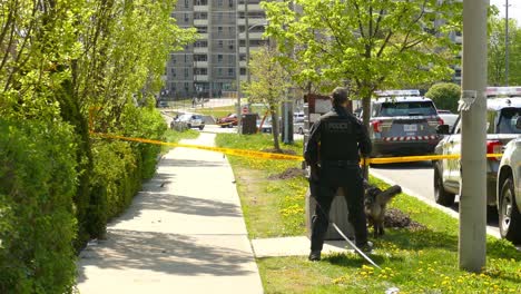 Oficial-De-Policía-De-Toronto-Tomando-El-Perro-Rastreador-Para-Ayudar-En-La-Operación-En-La-Escena-Del-Crimen-En-Una-Zona-Residencial