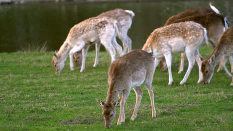 Fallow-deers-eating-grass-along-the-river-in-the-woods,-waving-its-ears-and-tails