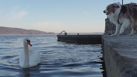 Rampant-dog-barks-at-swan-on-Maggiore-lake-dock-edge