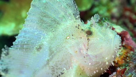 Weißblättriger-Drachenkopf-Aus-Nächster-Nähe-Am-Tropischen-Korallenriff