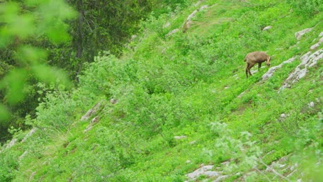 A-chamois-is-eating-grass-off-a-steep-hillside