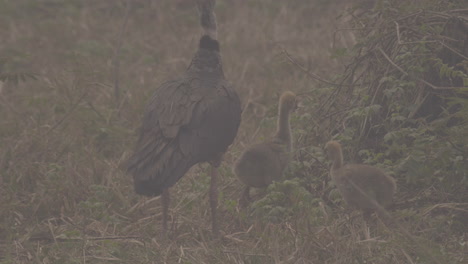 Southern-screamer-bird-and-chicks-walking-on-grass-in-Pantanal-Brazil-during-wildfires,-smoky-image