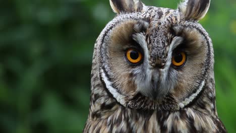 Closeup-of-a-Long-Eared-Owl,--Asio-otus.-UK