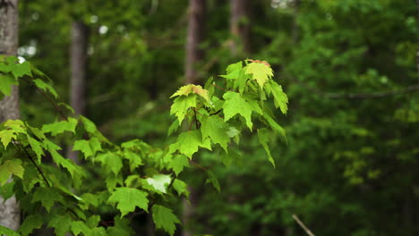 Ahornbaumzweig-Mit-Blättern-Nach-Regen-Mit-Tropfen-Und-Wassertropfen