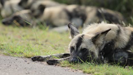 Close-up-African-Wild-Dog-rouses-from-roadside-nap-to-investigate