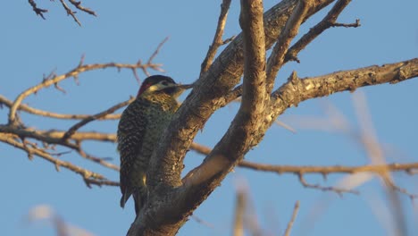 Low-angle-view-of-a-Golden-breasted-Woodpecker-perched-on-a-tree-branch-at-dusk