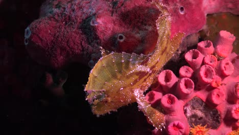 Gelbblättriger-Skorpionfisch,-Gefilmt-Von-Oben-Sitzend-Auf-Einem-Tropischen-Korallenriff