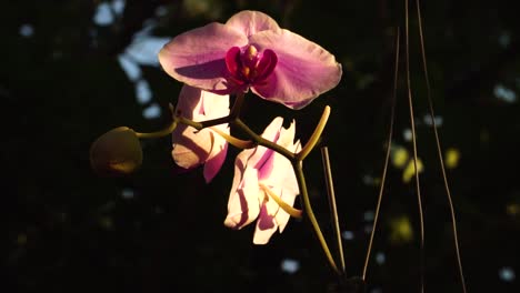 Delicadas-Flores-De-Orquídeas-Rosadas-Revolotean-En-El-Viento,-Elegantes-Flores-En-El-Jardín-Al-Aire-Libre